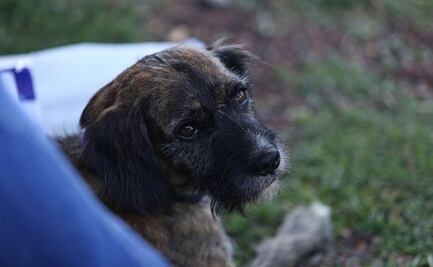 Rescata Metro a 50 perros en 3 meses