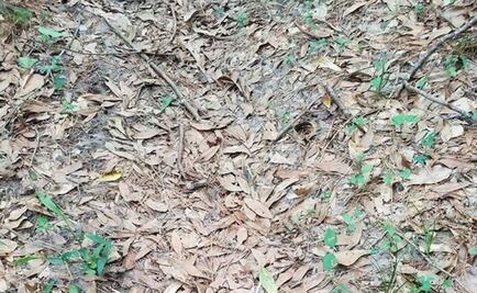 Reto Visual. ¿Dónde está la serpiente?