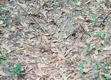 Reto Visual. ¿Dónde está la serpiente?