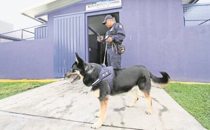 Agentes caninos aseguran marihuana y celulares en penales de Puebla