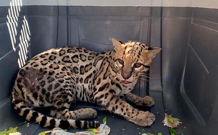 Profepa traslada a ocelote herido tras ser presuntamente atropellado en Oaxaca; presenta fractura de mandíbula