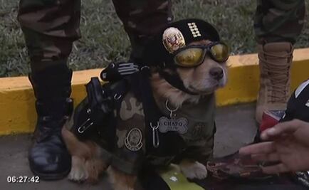 “Chato”, el agente canino que modeló con pistola y esposas en desfile militar de Perú