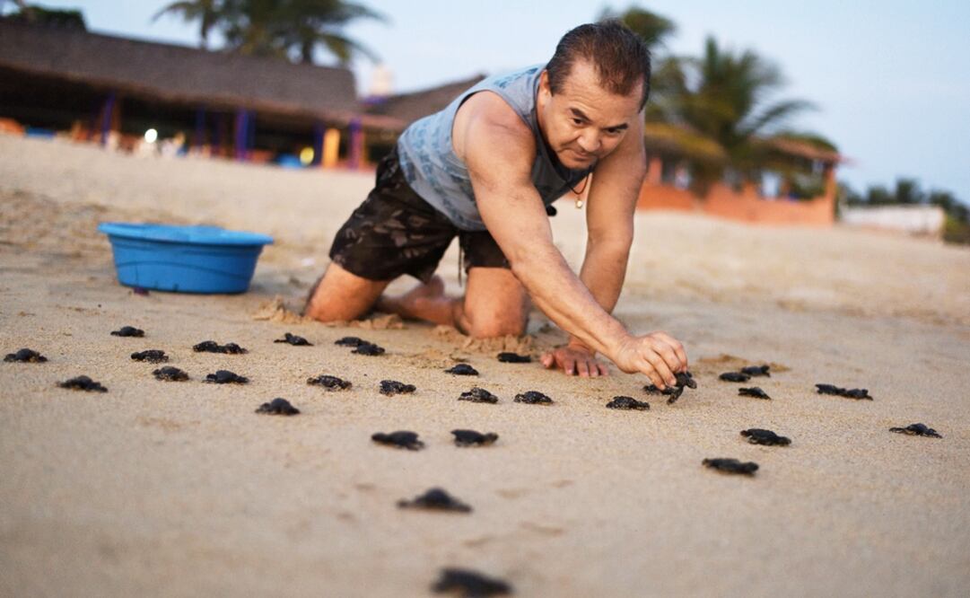 Traces of predators and poachers abount at the beach: Numerous turtle shells and looted nests can be seen between the bushes - Photo: Salvador Cisneros Silva/EL UNIVERSAL