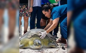 Tras un año en rehabilitación, la tortuga "Verdín" vuelve al mar; fue hallada en Celestún con una fractura en la cabeza