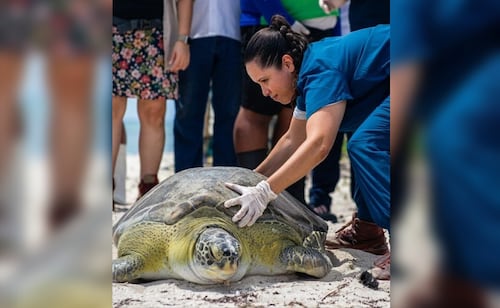 Turtle 'Verdín' Returns to Sea After Year of Rehabilitation for Head Injury