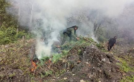 Destruyen sembradío de 40 mil plantas de marihuana en Chiapas