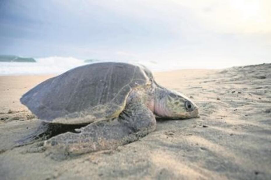 Tortugas golfinas, la travesía por la supervivencia