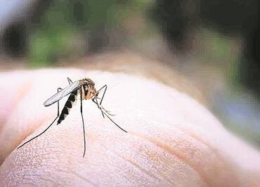Ssa lucha contra zika, dengue y chikungunya