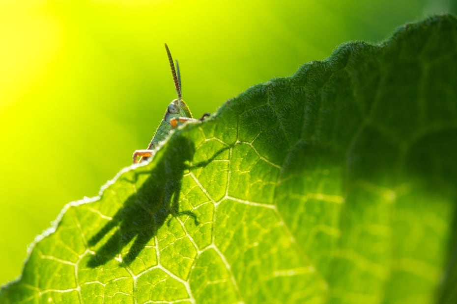Además de una melodía nocturna, el canto de los grillos esconde un significado. Foto:  Pexels