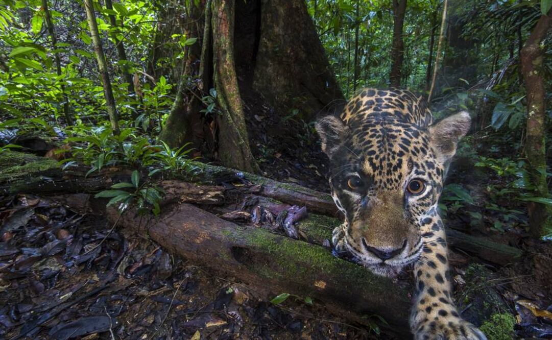 Un fotógrafo del grupo World Wildlife Fund (WWF), Emmanuel Rondeau, ha capturado las primeras imágenes de alta resolución de jaguares en su hábitat natural (Fotos: EFE)