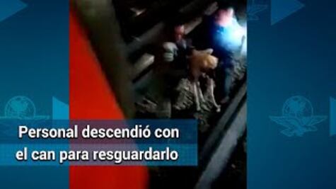 Así rescataron a perrito de las vías del Metro Neza