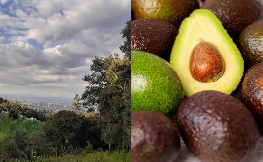 Entre estos temas están relacionados con un fruto popular y los bosques.