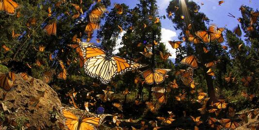 Cuándo empieza la temporada de la mariposa monarca en Michoacán