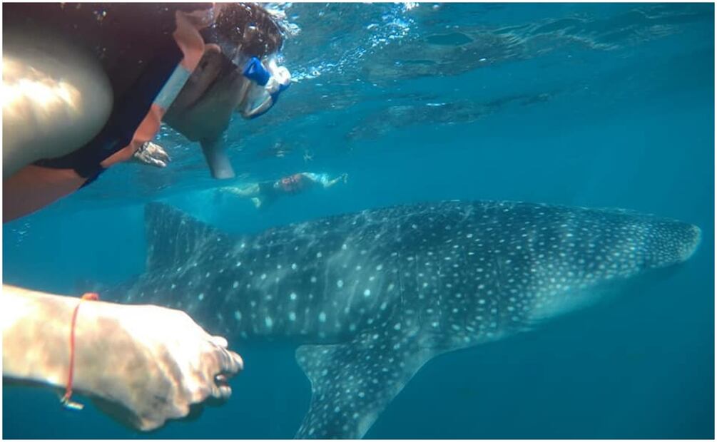 La temporada del tiburón ballena tradicionalmente arranca en el mes de octubre y hasta ahora no han entregado todos los permisos (8/11/2024). Foto: Especial