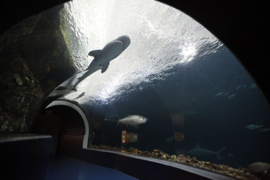 Boca del Río, qué hacer además de ir al Carnaval de Veracruz