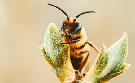 Día Nacional de las Abejas; conoce 5 acciones sencillas para proteger y conservar a estos insectos