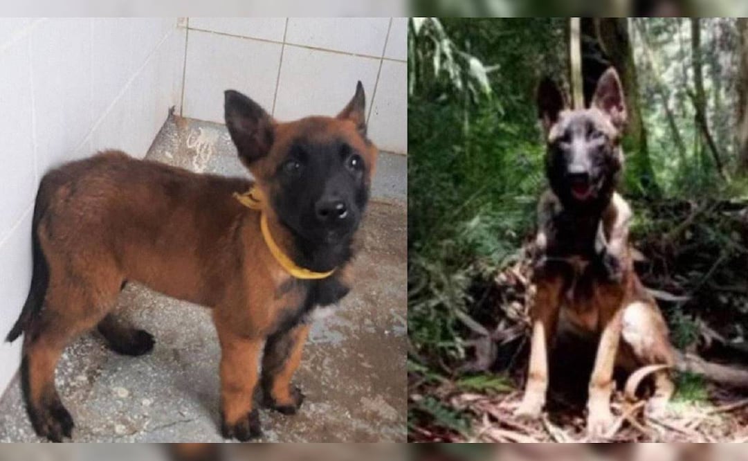 Wilson comenzó su entrenamiento con 5 meses, y a los 5 años participó en la Operación Esperanza. FOTO: @Ingenieros_EJC y Fuerzas Militares