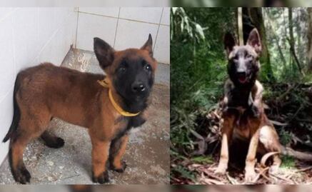 Adiós a Wilson: piden recordar a perrito rescatista como un héroe