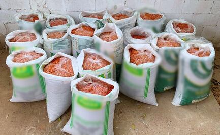 Recuperan 20 sacos de “oro rojo” robados en Sonora