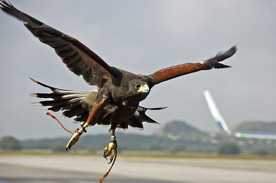 PF decomisa nueve águilas en San Luis Potosí