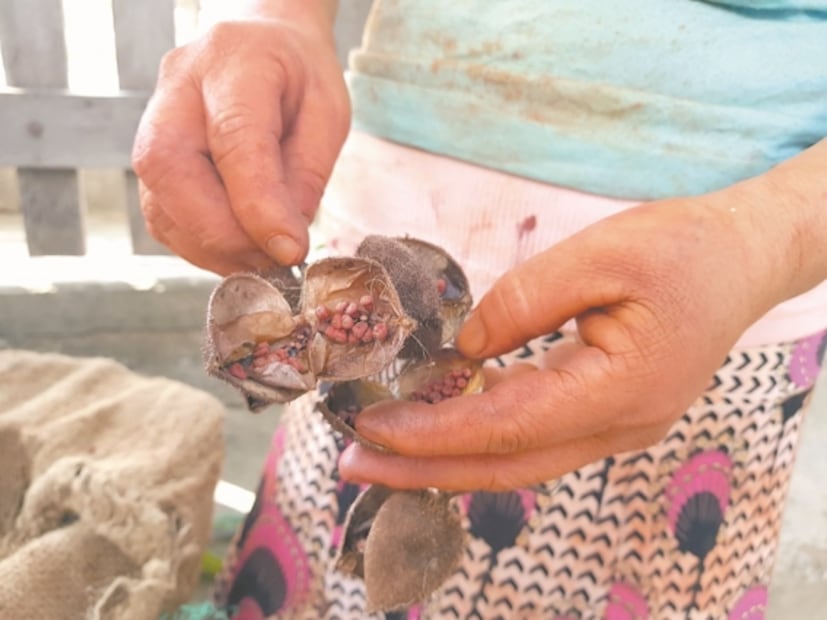 Ellas son las últimas mujeres del achiote