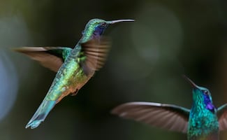 ¿Cómo convertir tu jardín en un hábitat seguro para colibríes?; conoce estas recomendaciones