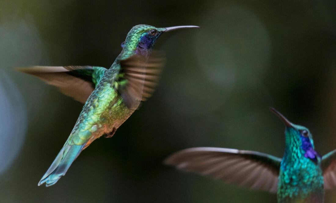 ¿Cómo atraer colibríes a tu jardín? Foto: Canva