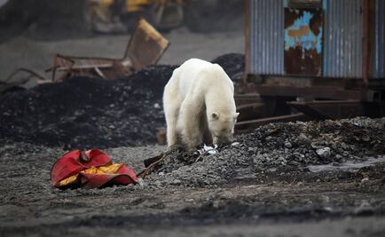 Captan a oso polar en ciudad industrial de Siberia