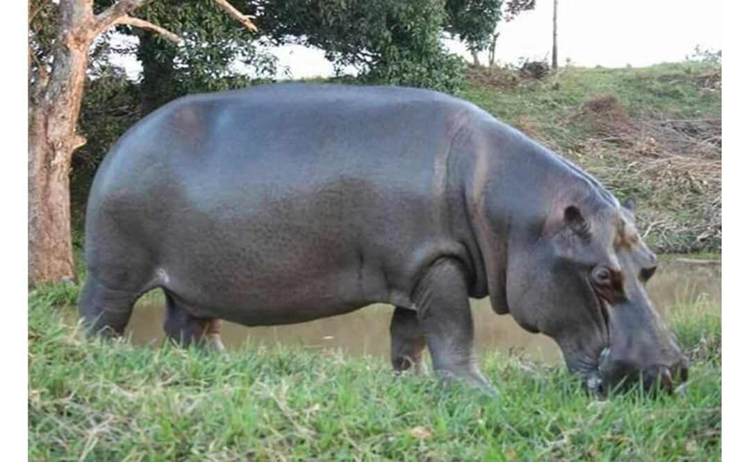 A pesar de sus piernas cortas, el hipopótamo puede correr tan rápido como un humano promedio. /Especial
