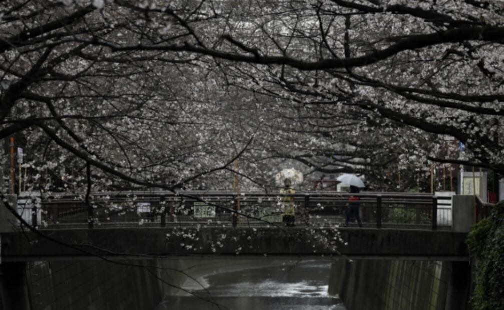 Japoneses salen a disfrutar los cerezos, a pesar del coronavirus