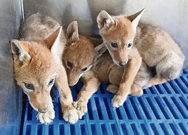 Abandonan lucha contra el tráfico ilegal de animales; cártel de Sinaloa controla el lucrativo negocio, aseguran