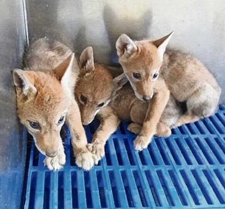 El tráfico de animales deja ganancias al crimen a la par de delitos como el contrabando de armas y drogas, afirman especialistas, Foto: Especial