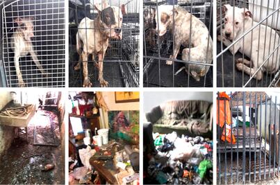 Rescatan a 9 perros utilizados en actos de zoofilia en Iztacalco