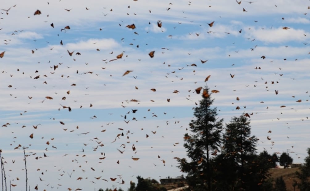 Mariposas monarca, las novias del sol
