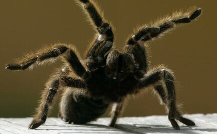 Una tarántula impide despegue de avión en EU