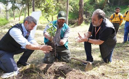 Reforestan Área Natural Protegida de Bosques de las Lomas en Miguel Hidalgo 