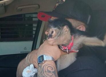 Rescatan a mono de calles en San Nicolás de los Garza, Nuevo León; sus dueños reportaron que se había escapado