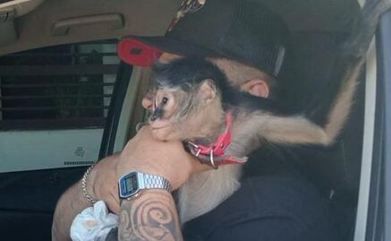 Rescatan a mono de calles en San Nicolás de los Garza, Nuevo León; sus dueños reportaron que se había escapado