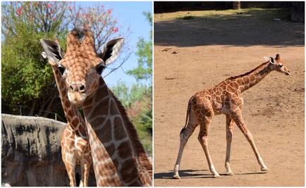 Abren convocatoria para nombrar a jirafa que nació en Zoológico de Chapultepec
