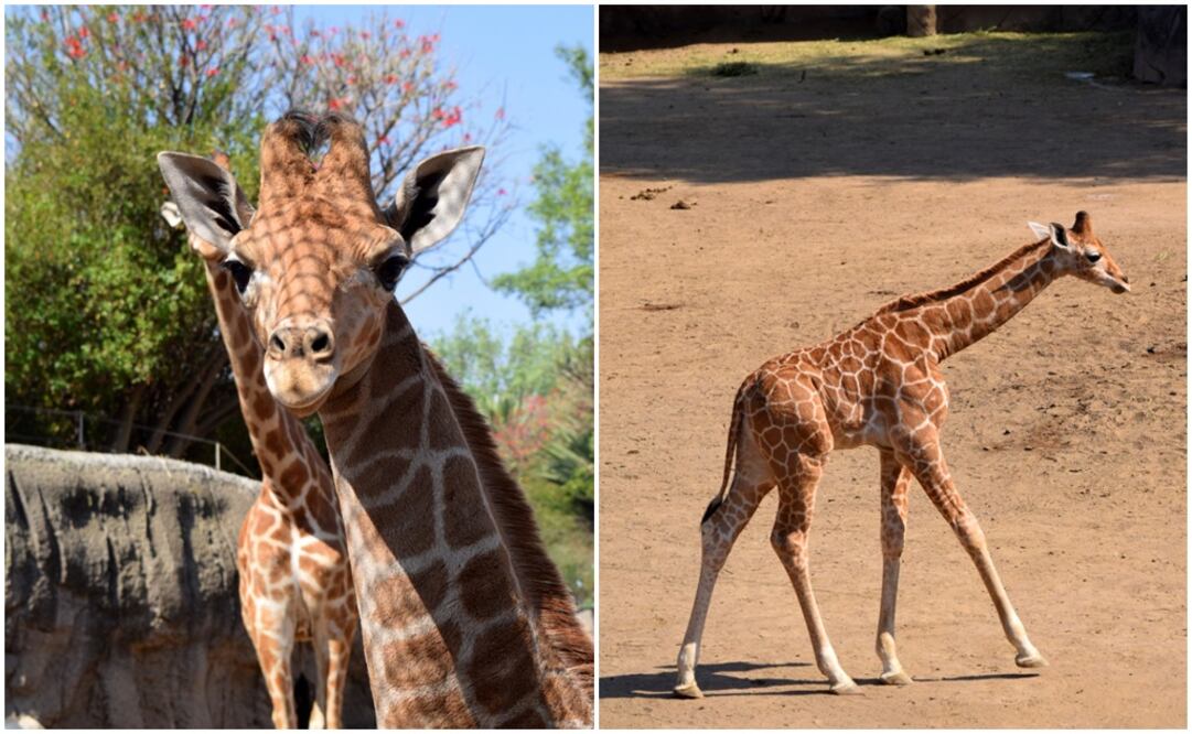 Fotografía: Especiales