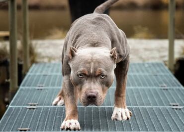 Muere bebé de 15 meses tras ser atacado por dos pitbulls en Italia; madre también sufrió heridas