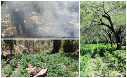 Destruyen más de 5 toneladas de marihuana en Ensenada