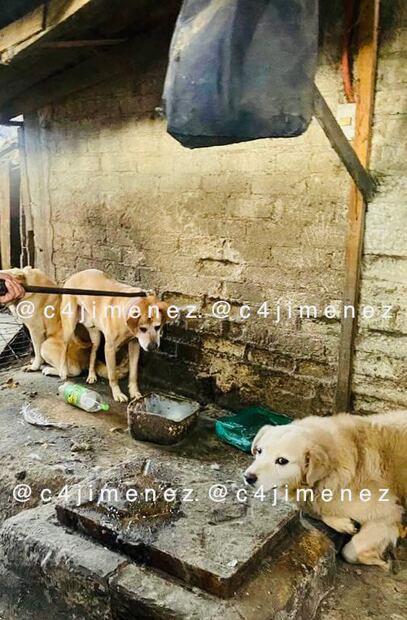 Peritos analizan si niño de seis años murió por mordidas de perros en la Miguel Hidalgo