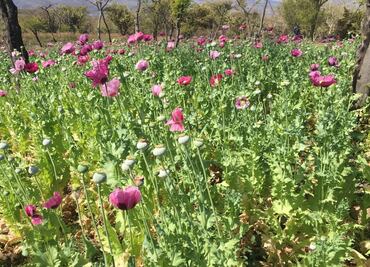"No podían volar": Cisnes se vuelven adictos en un campo de amapolas de Eslovaquia