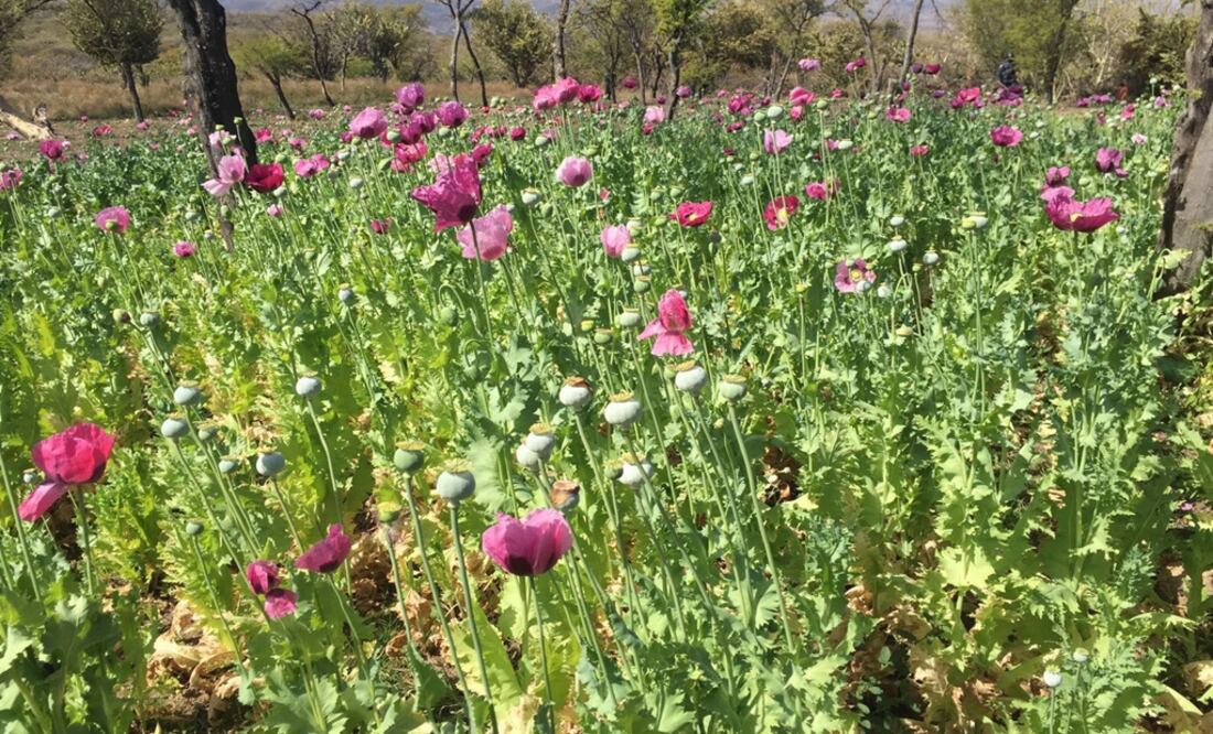 La amapola es utilizada para la fabricación de drogas como la heroína y morfina, así como para la elaboración de otros potentes narcóticos. Foto: Archivo/ EL UNIVERSAL