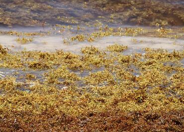 Alianza científica de Francia y México contra el sargazo