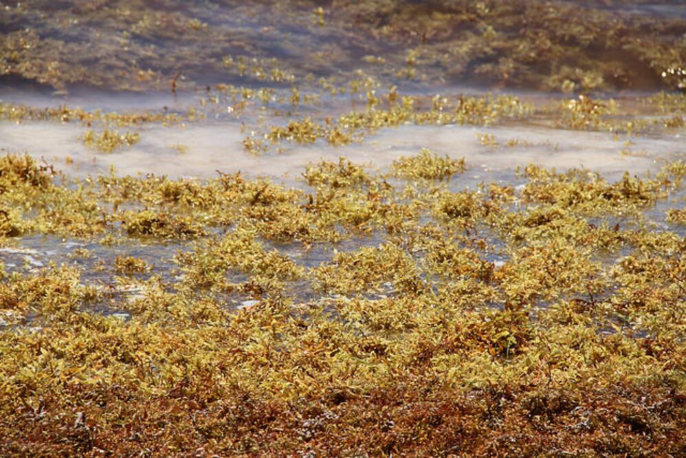 El sargazo puede causar irritación en la piel. Foto: Secretaría de Medio Ambiente y Recursos Naturales
