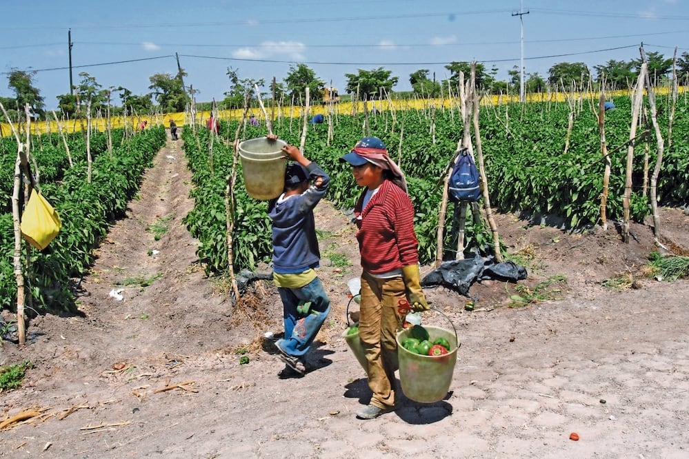 Deben existir iniciativas que protejan a la infancia que trabaja hasta poder erradicar la actividad, advierte Save the Children, Foto: Archivo / EL UNIVERSAL