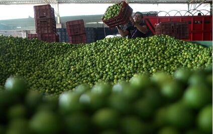 FOTOS: Resguardan Ejército y GN a productores de limón contra la extorsión en Michoacán