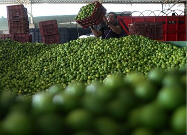 FOTOS: Resguardan Ejército y GN a productores de limón contra la extorsión en Michoacán